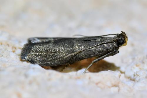 Réf. 347 581 : Eccopisa effractella